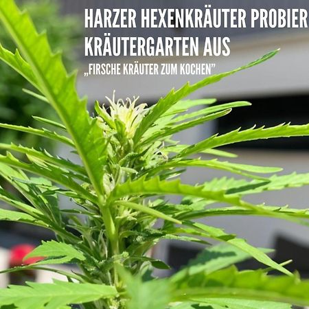 Harzer Healing Center 2024 Gemuetliche Landhauswohnung Mit Fussbodenheizung,Xxl Kochinsel,Xxl Regenduschen,Modern,Hochwertig,Persoenlich,Vollausgestattet Elbingerode  Extérieur photo