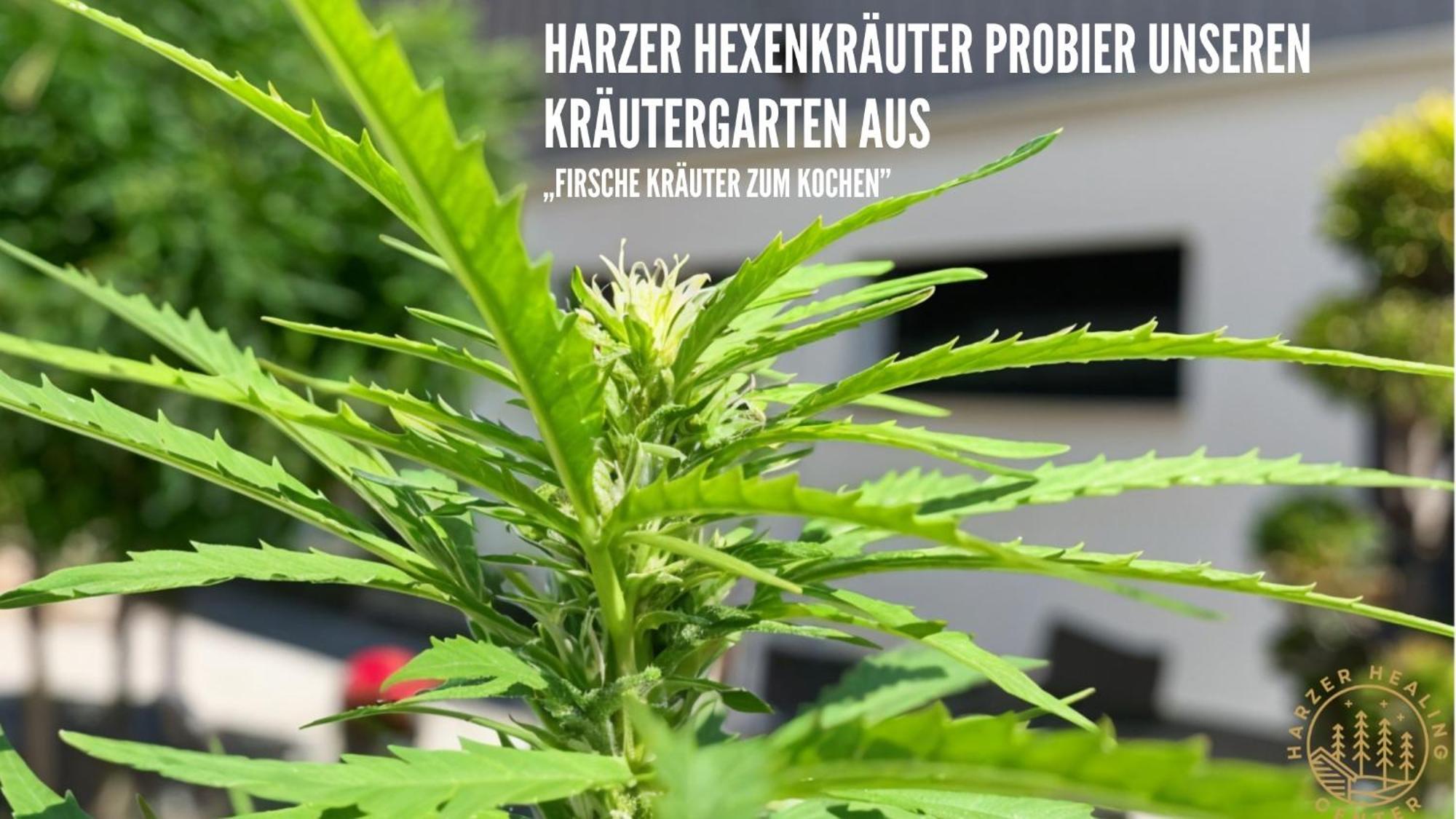 Harzer Healing Center 2024 Gemuetliche Landhauswohnung Mit Fussbodenheizung,Xxl Kochinsel,Xxl Regenduschen,Modern,Hochwertig,Persoenlich,Vollausgestattet Elbingerode  Extérieur photo
